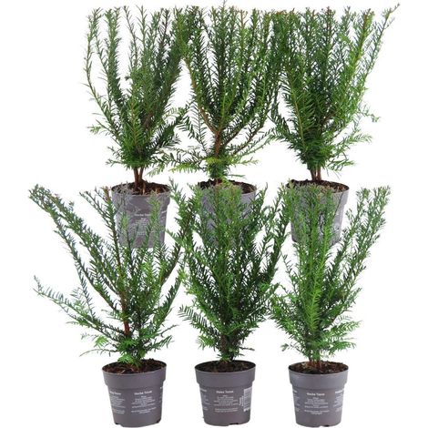 Haie d'If commun Taxus baccata Arbuste Persistant et Rustique Vert Lot de 6 Plantes Hauteur 25 cm - PANGIVO (1/3)