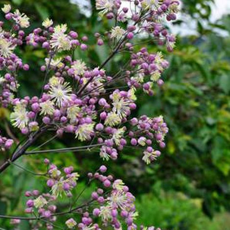4 x Pigamon  - Thalictrum 'Elin'  - godet 9x9 cm