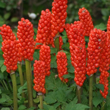 4 x Faux arum, Arum d'Italie - Arum italicum  - godet 9x9 cm