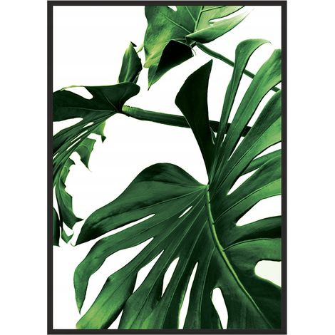 BILD, POSTER IM RAHMEN 33x43 cm Monstera P842 (1/4)