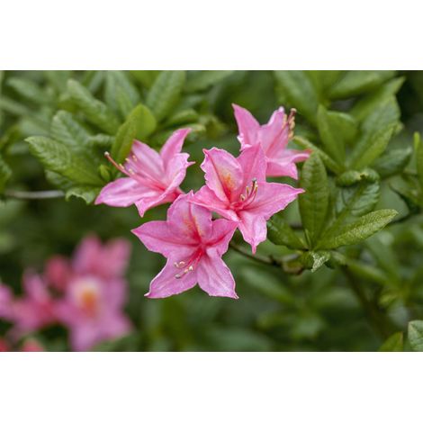 Sommergrüne Azalee 'Rosata' Rhododendron lut.'Rosata' C 5 40- 50 (1/3)