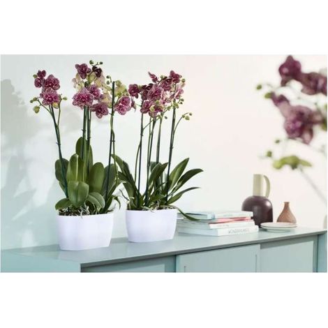 ELHO FIORIERA PER ORCHIDEE BRUSSELS ORCHID DUO 25CM BIANCO (1/3)