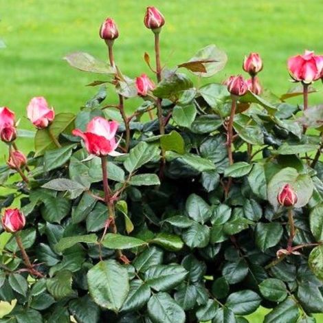 Gardenaria Rosa 'Nostalgie' - Rosa da giardino - Altezza: 40/50 cm (vaso20) (1/4)