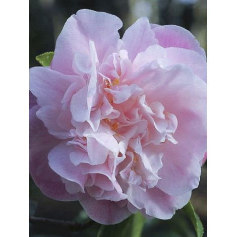 Camélia champêtre 'Sweet Emily Kate' Pot de 4L/5L