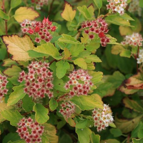 Physocarpus Raspberry Lemonade® 'ZLEYel2', Physocarpe/Pot de 1,5L - 20/40 cm