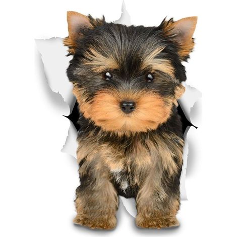 Autocollants Chiens Muraux 3D - Autocollants Décoratifs Drole – Chien Stickers Yorkshire Terrier Pour Mur - Frigo - Toilette - Salle - Voiture8 x 12CM (1/3)