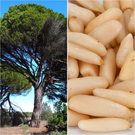 Semillas de Pino Pi�onero. Pinus Pinea. Pi�ones. 250 Gramos