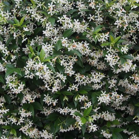 RHYNCOSPERMUM JASMINOIDES O FALSO GELSOMINO VASO 17CM (1/2)