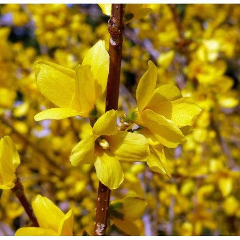 Forsizia di Zabel "Forsythia intermedia Lynwood" pianta in vaso Ă¸20 cm con canna cm h. 180/200 cm (1/5)