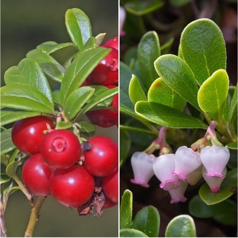 Semillas de Gayuba Arctostaphyllos Uva-Ursi. 10 Gramos