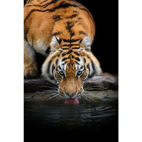 Tableau sur toile tigre sibérien 30x45 cm - Impression sur Toile Murale Décorative - Image imprimée en HD sur Toile - Toile sur Châssis en Bois FSC - Fabriqué en France (1/5)