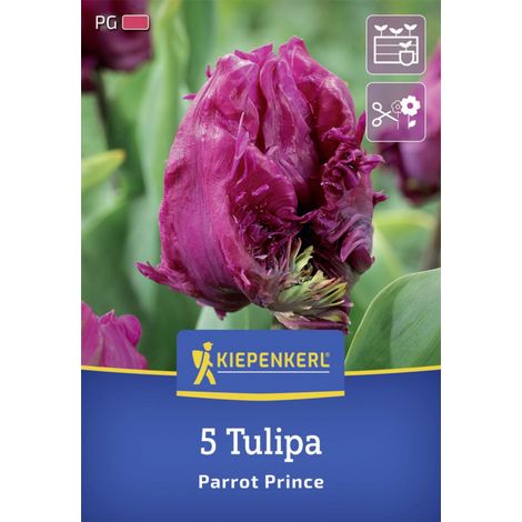 Kiepenkerl Herbstblumenzwiebel Papagei-Tulpe Parrot Prince 5 Stück (1/2)