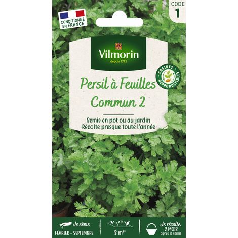 Vilmorin - Persil Commun 2 officinal