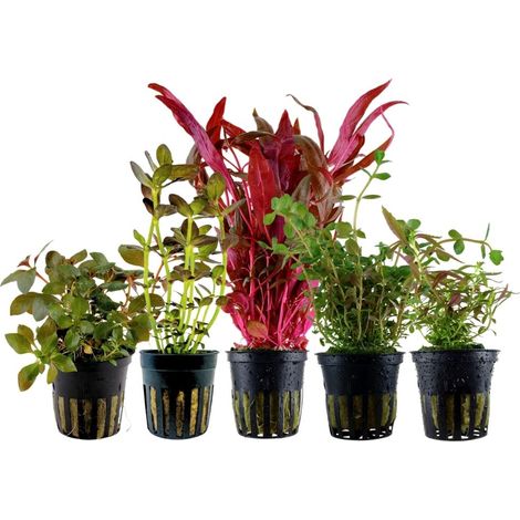 'Buntes' Set mit 5 Pflanzen Aquariumpflanzen Nr.214