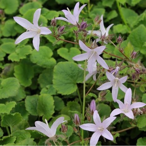4 x Campanule des murets 'Lisduggan' - godet 9x9 cm (1/4)