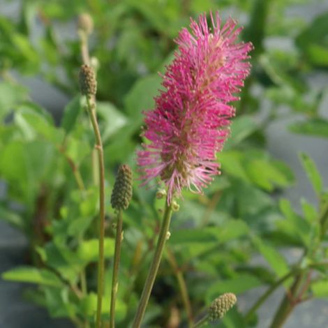 Sanguisorba