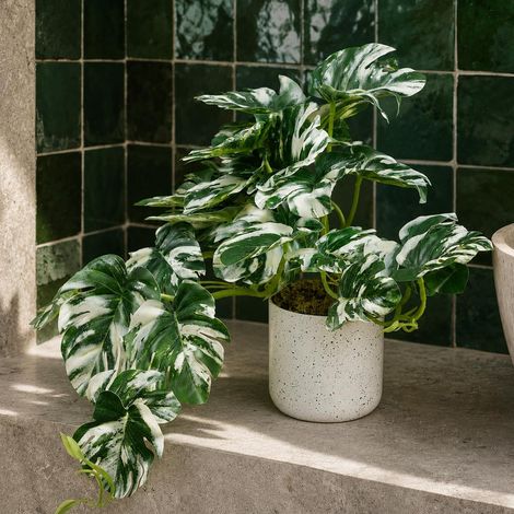 30cm Artificial Variegated Green Potted Monstera Trailing Plant - Premium Quality (1/5)