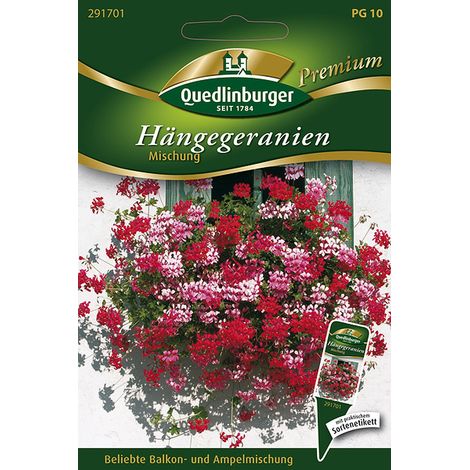 Quedlinburger Saatgut – Géraniums lierre retombants en mélange – Graines de fleurs, blanc, rose et rouge
