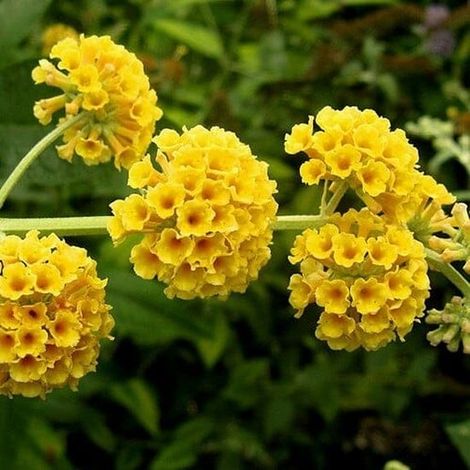 Buddleia 'Sungold' – Lot de 2 – Arbre à papillons – Pot de 3 litres – Fleur jaune