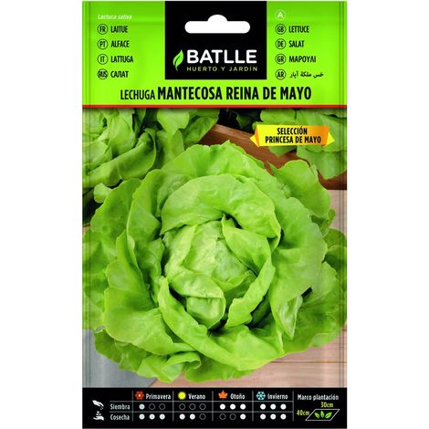Semillas de Lechuga Mantecosa Princesa Mayo sobre