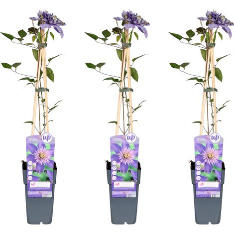 Lot de 3 Clématites Multi Blue Plantes Grimpantes à Grandes Fleurs Violet-Bleu 65 cm - PANGIVO (1/3)