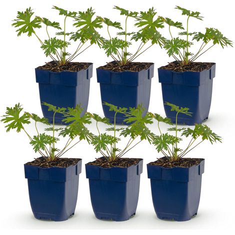 Géranium Vivace Johnson's Blue Couvre-Sol Fleurs Bleues Lot de 6 Plantes en Pot de 11 cm - PANGIVO (1/5)