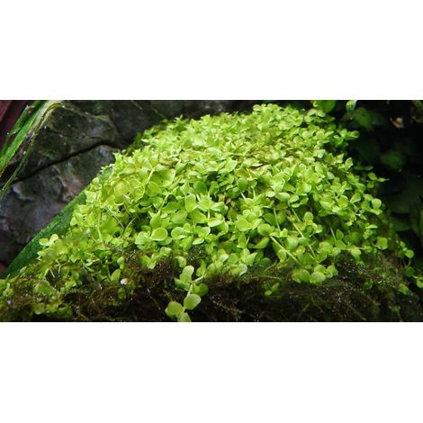 Aquarium Pflanze Micranthemum tweediei 'Monte Carlo' Wasserpflanze Nr.325