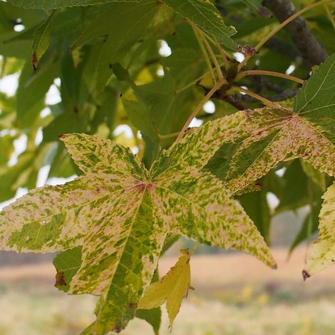Copalme d'Amérique doré, Liquidambar/Pot de 15L - Baliveau