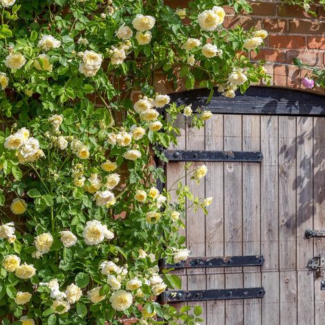 Gardenaria Rosa 'The Pilgrim' - Rosa da giardino - Altezza: 40/50 cm (vaso20) (1/5)