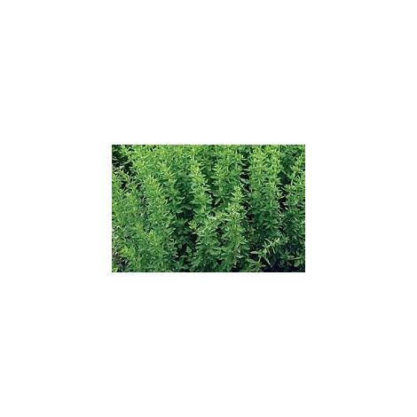 JustSeed - graines fines herbes origan grec Origanum vulgare 'grec' 500 graines (1/5)