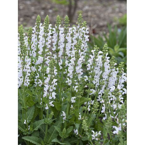 Sauge 'Colorspires Snow Kiss' Godet de 8/9 cm