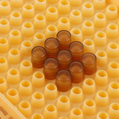 Cage d'Élevage pour Reines Abeilles avec Cellules Cupules en Plastique - Équipement Apicole (1/5)