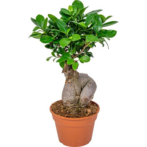 Bloomique - Ficus Ginseng - Bonsaï - Plantes d’intérieur - Dépolluante - Facile d’entretien - 30-40 cm de haut - Pot 17 cm
