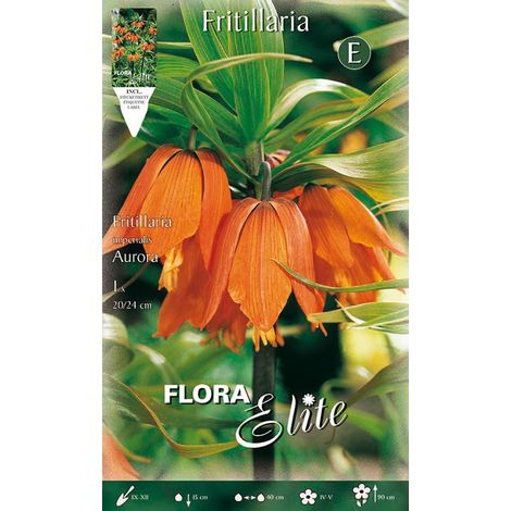 BULBI AUTUNNALI FRITILLARIA AURORA CONFEZIONE DA 1 BULBO BULBS BULBES