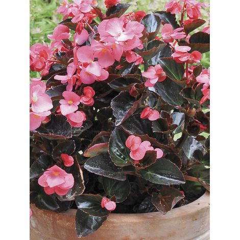 Bégonia 'Big - Rose Bronze Leaf' Mini-motte Ø 3/4 cm (par 5)