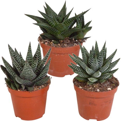Lot de 3 Plantes Grasses Gasteria et Haworthia, Mélange de Succulentes d'Intérieur, Ø 8,5 cm - PANGIVO (1/5)