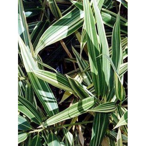 Hibanobambusa tranquillans 'Shiroshima' Pot de 4L/5L
