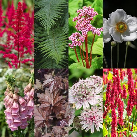 Kit 24 Plantes Vivaces pour Ombre - Bordure de Jardin 3 m2 - Couleurs Variées - Pots de 11 cm - PANGIVO (1/5)