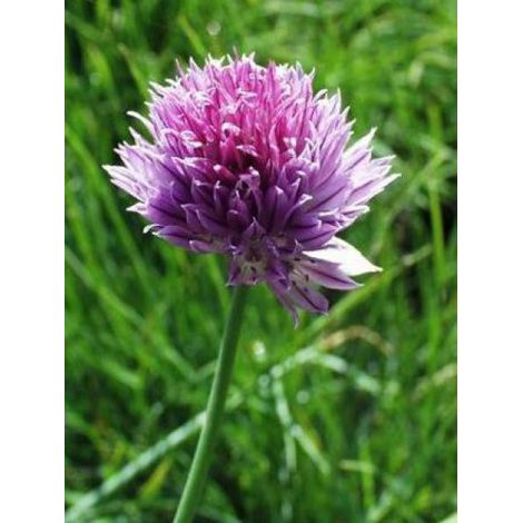 Ciboulette le sachet de 1000 graines (1,5g) (1/4)