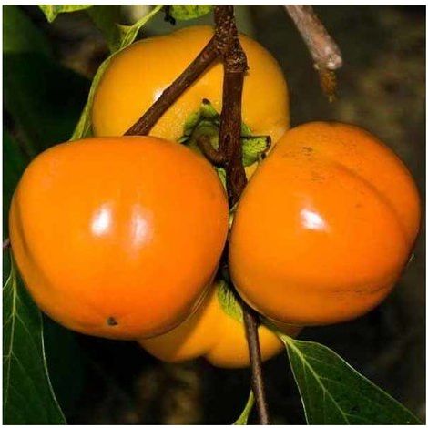 Vivaio Garden Forest – Kaki pomme arbre fruitier 24cm – Feuillage caduque vert brillant – Fruits jaunes-oranges comestibles – Exposition ensoleillée