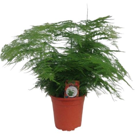 Asparagus Setaceus - Plante d'Intérieur Fougère Asperge Décorative - Ø17 cm - Hauteur 45 cm - PANGIVO (1/4)