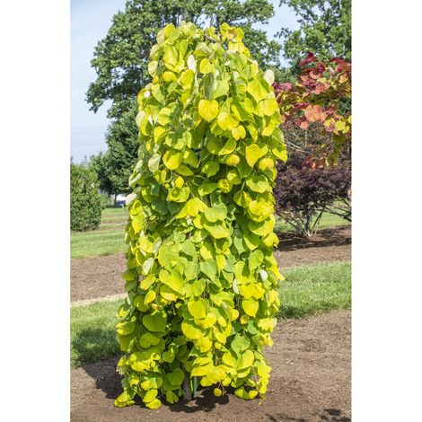 Gainier du Canada 'Golden Falls' Pot de 4L/5L, Baliveau (1/2)