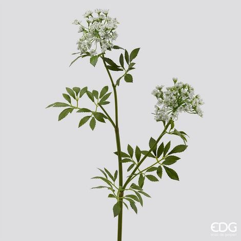 EDG Enzo De Gasperi Daucus Carota Duke H 81 Cm 2 Rami Bianco
