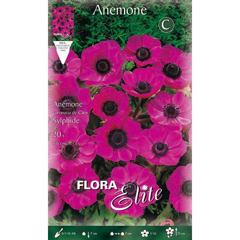 BULBI AUTUNNALI ANEMONE THE BRIDE SYLPHIDE CONFEZIONE 20 BULBI BULBS BULBES