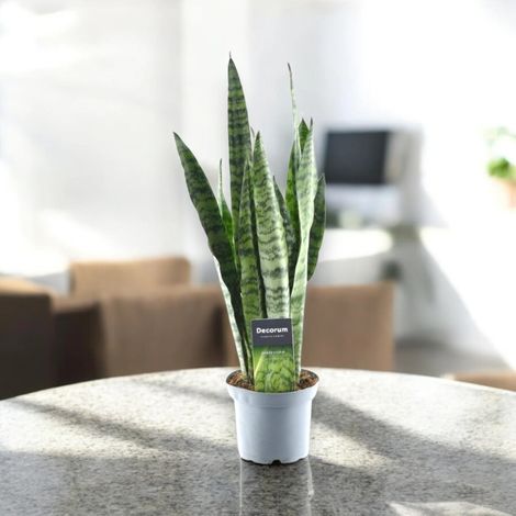 Gardenaria Sansevieria zeylanica - Pianta da interno ornamentale - Altezza: 40 cm (vaso 14) (1/5)