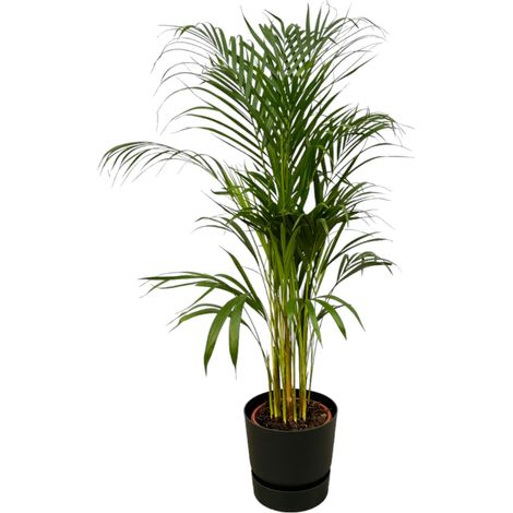 Palmier Areca Dypsis Lutescens Plante d'Intérieur avec Pot Noir H110 cm - PANGIVO
