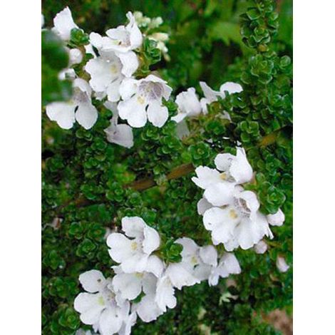 Menthe australienne Pot de 2L/3L (1/2)