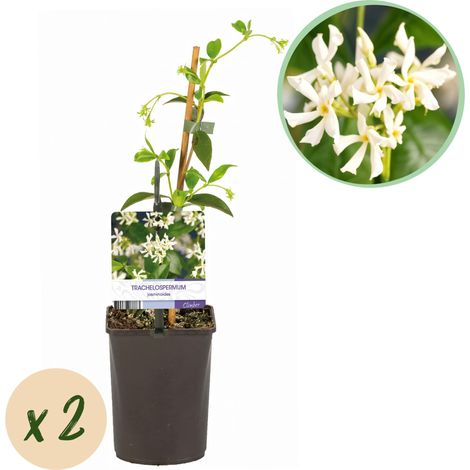 Jasmin Étoilé Trachelospermum Jasminoides Plante Grimpante Parfumée Lot de 2 Hauteur 40cm - PANGIVO (1/5)