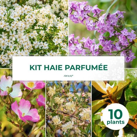 Haie Parfumée - 10 arbustes (1/2)