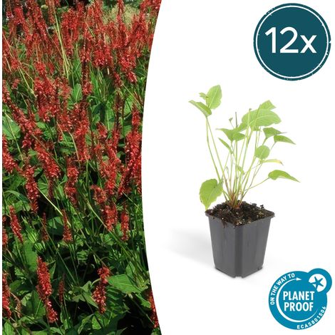 Lot de 12 Persicaria amplexicaulis - Renouée Amplexicaule Vivace à Fleurs Rouges - 10-25 cm Ø 9 cm - PANGIVO (1/5)